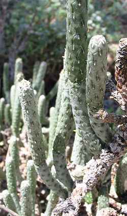 Opuntia_ramosissima.jpg