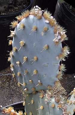 Opuntia_rufida.jpg