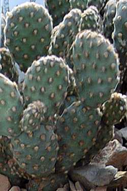 Opuntia_rufida2.jpg