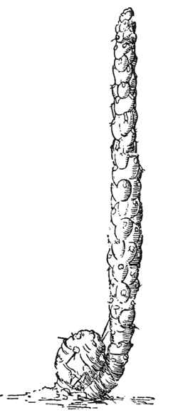 Opuntia_verschaffeltii.jpg