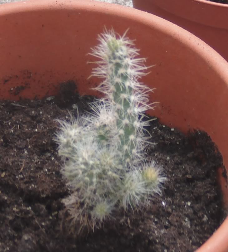 opuntiachulanuevamaceta.jpg
