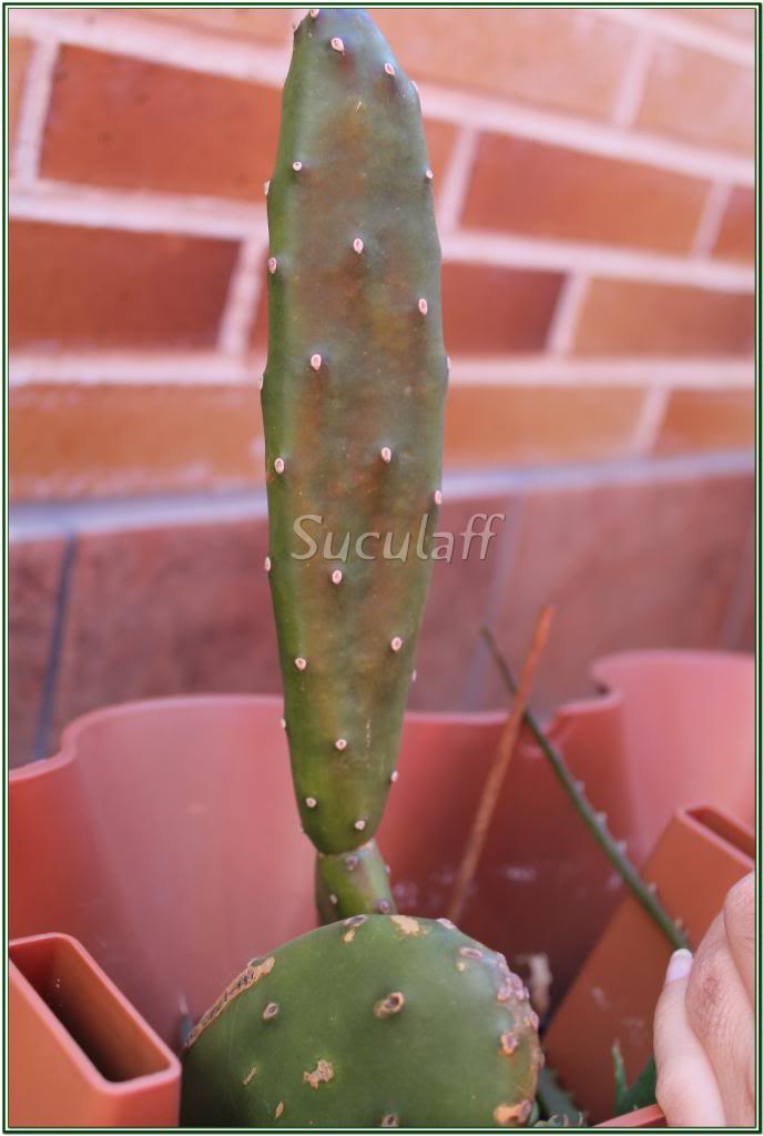 Opuntiaficusindica3_zps54c20f2a.jpg