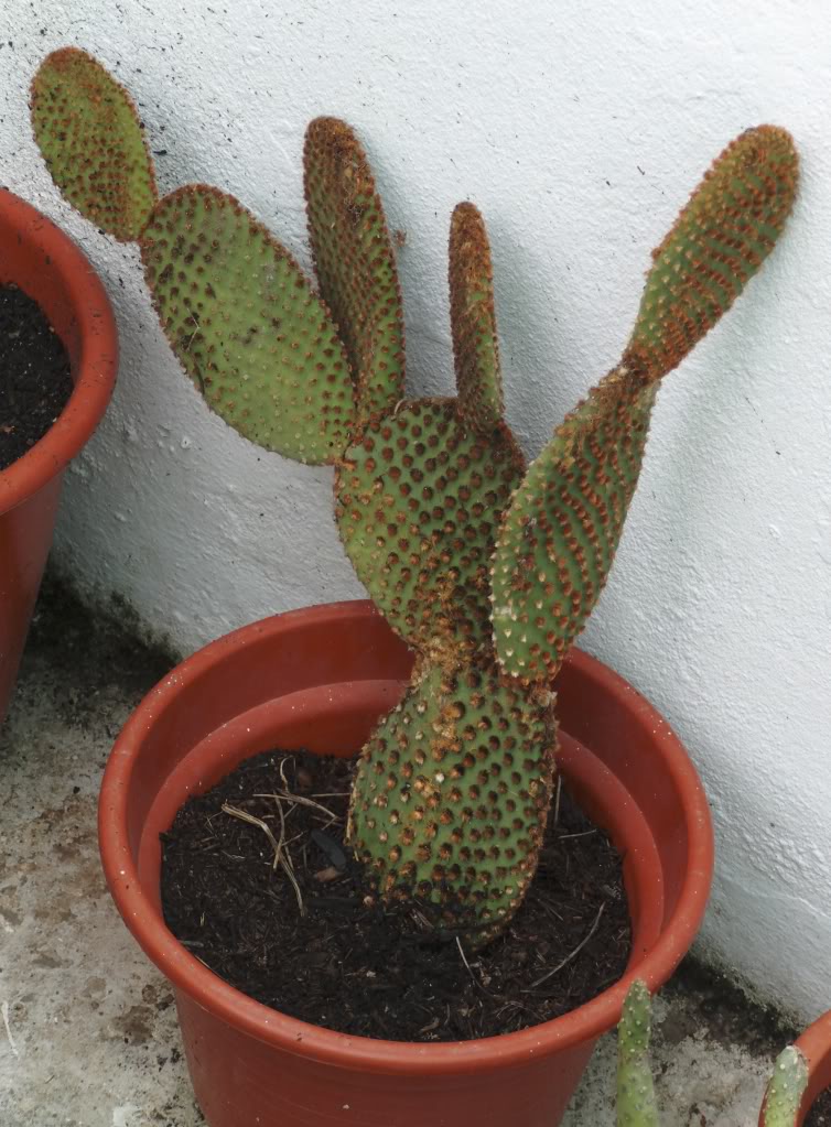 opuntiamicrodasysrubra.jpg