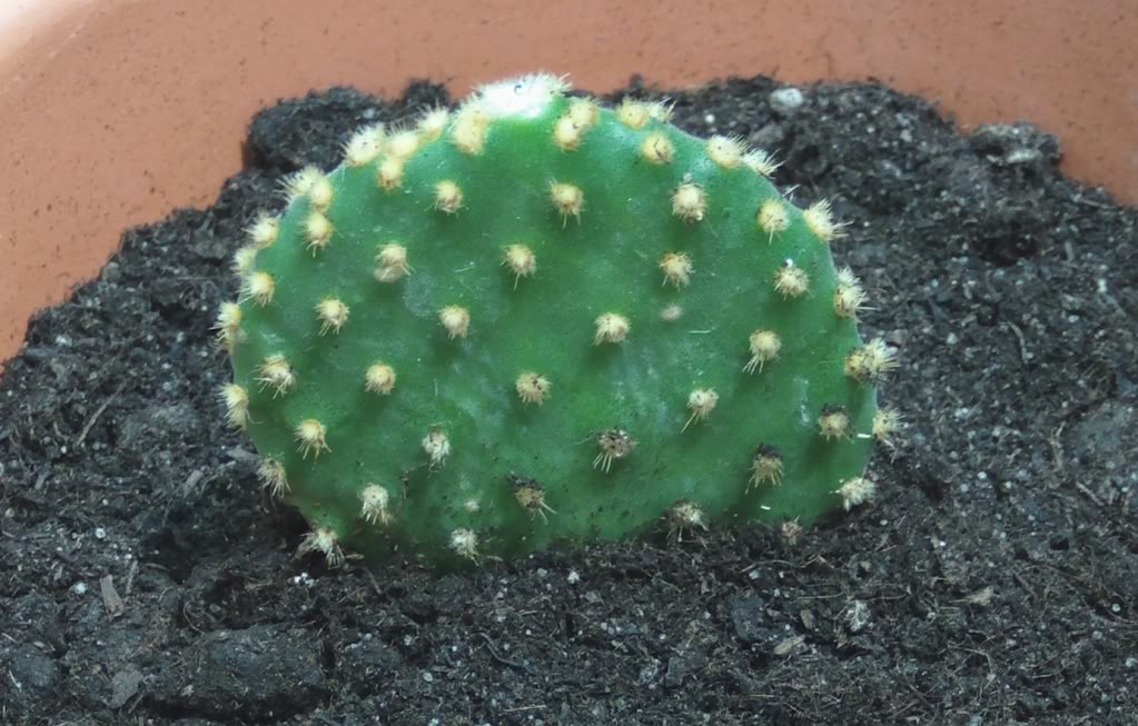 opuntiamicrodasysvarpallida.jpg