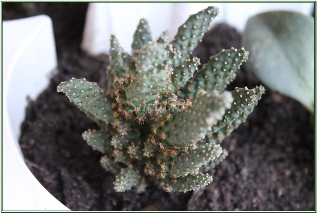Opuntiamonacanthafmavariegadamonstruosa1_zpsde991281.jpg