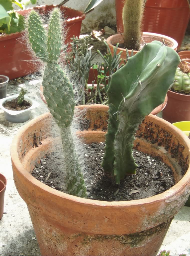 opuntiaorbiculataconejito.jpg