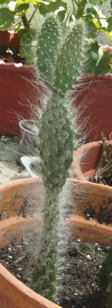 opuntiaorbiculataconejito2.jpg