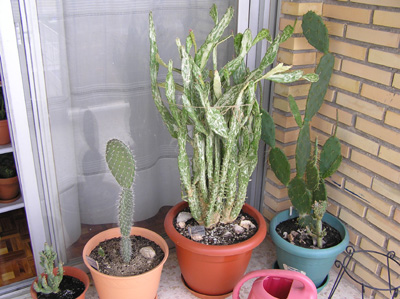 opuntias%20todas.jpg