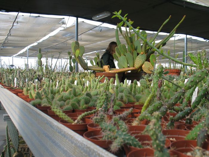 opuntias.jpg