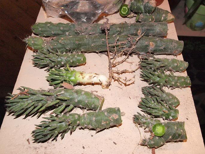 opuntias2.jpg
