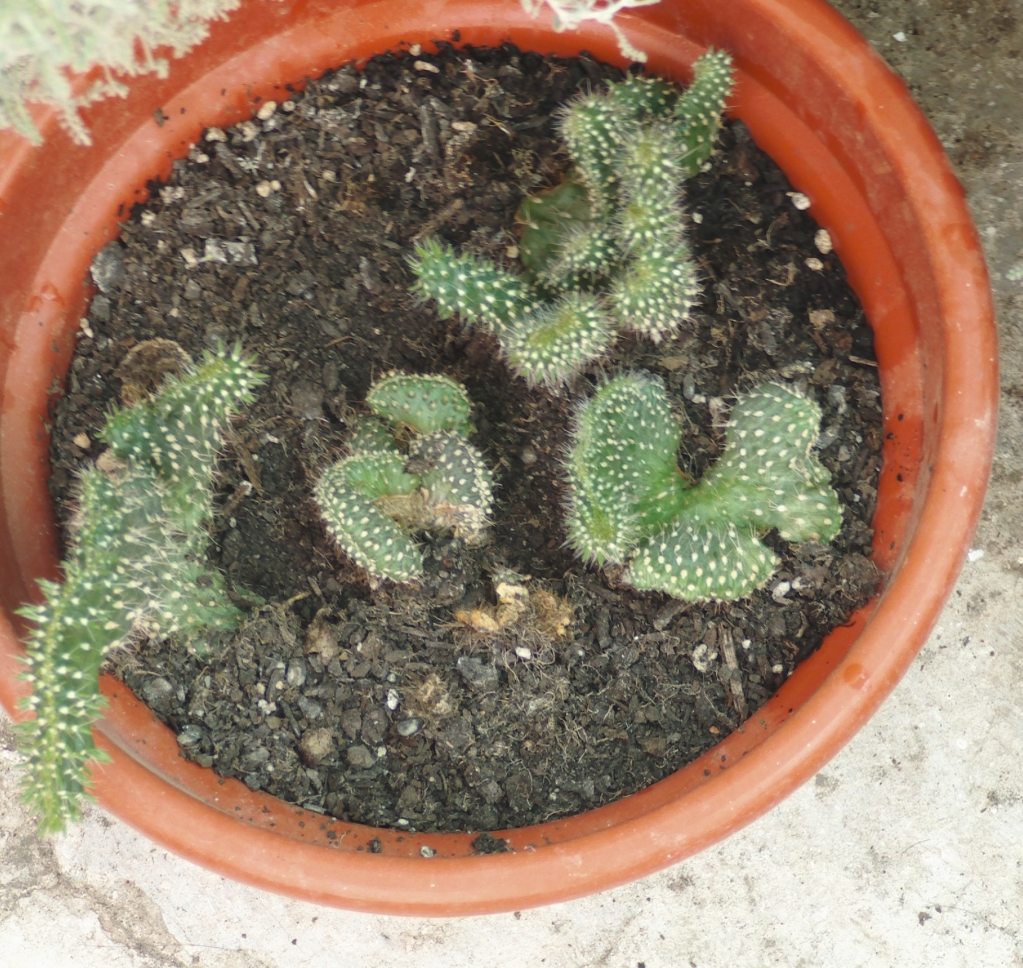 opuntiasubulatacristata.jpg