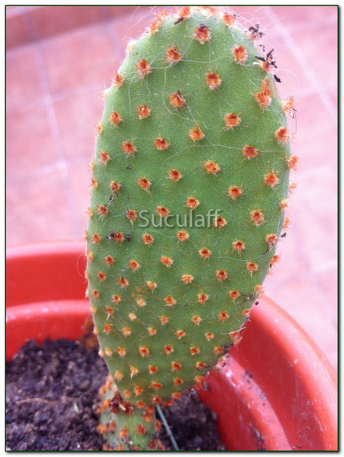 OpuntiasubulatavarmonstruosaI_zps7fa57516.jpg