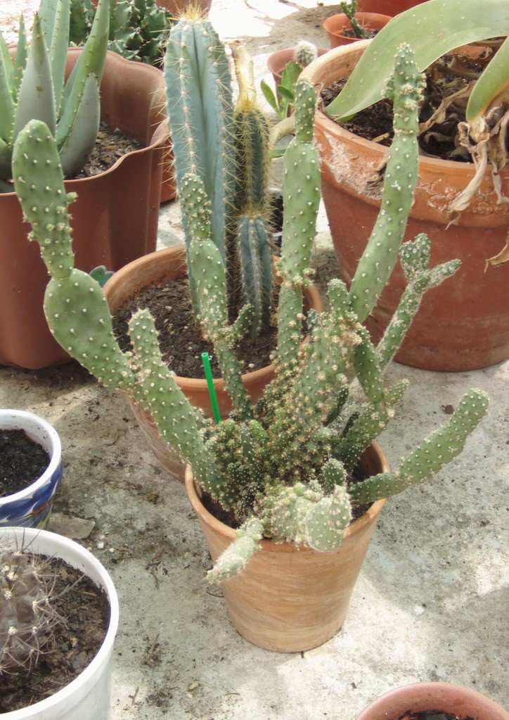 opuntiatunamonstruosa.jpg