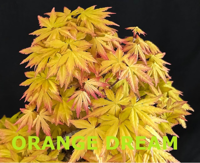 ORANGE%2BDREAM.jpg