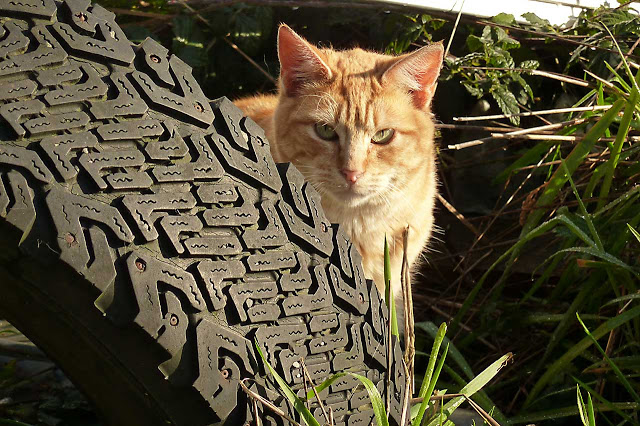orange-cat-w-tire.jpg