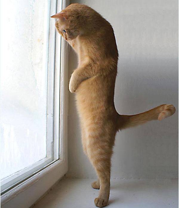 orange_cat_standing_tall.jpg