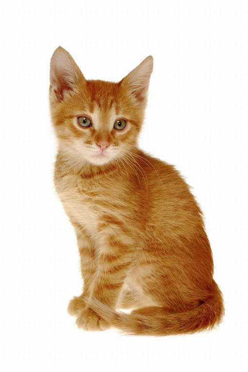 OrangeCat%5B1%5D_full.jpe
