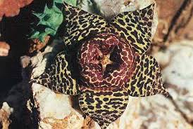 Orbea%2520namaquensis.jpg