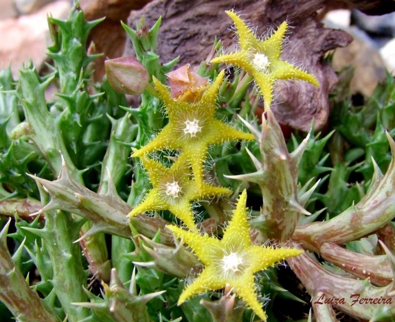 Orbea_dummeri_22965_l.jpg