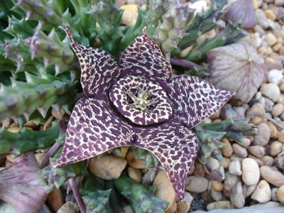 orbeavariegata1.jpg