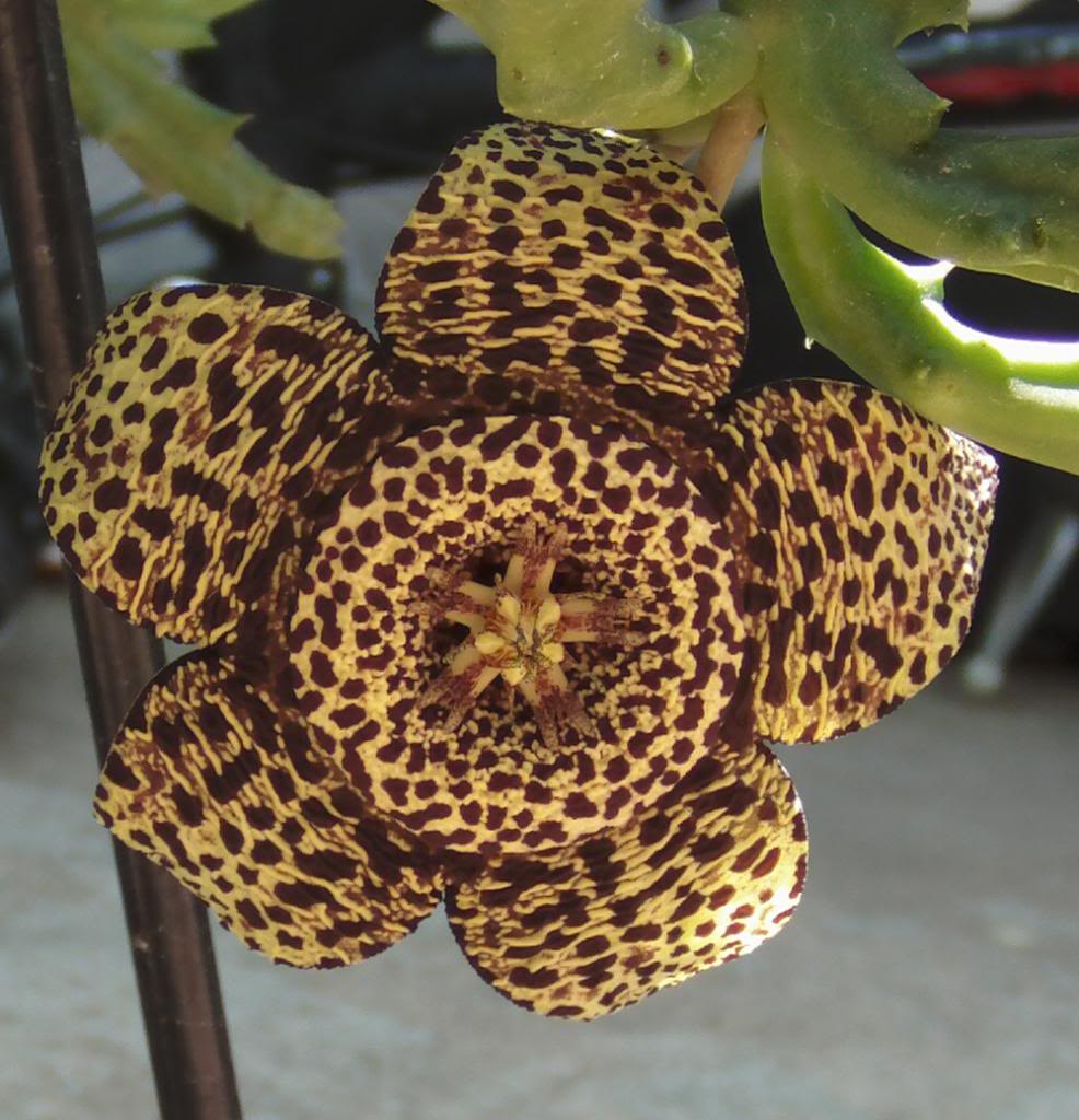 orbeavariegata2_zps64e8d7f9.jpg