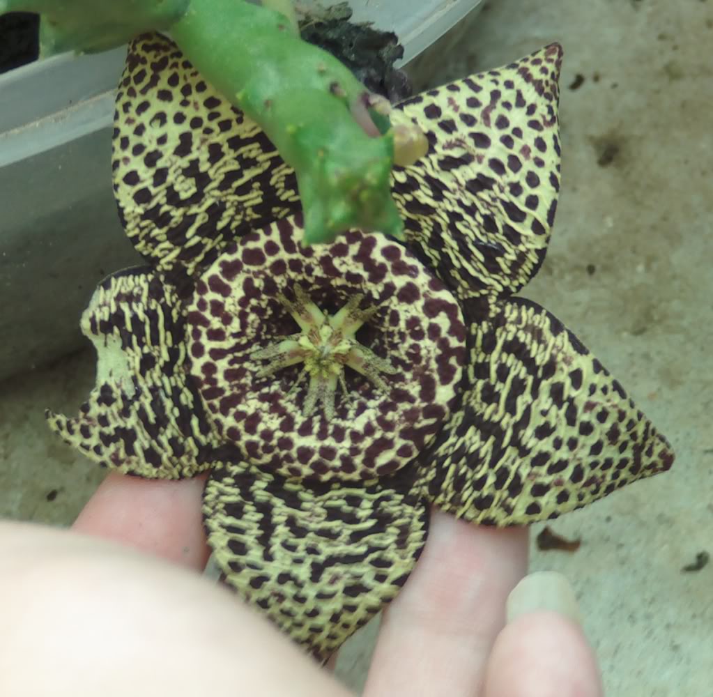 orbeavariegataconhojarota.jpg