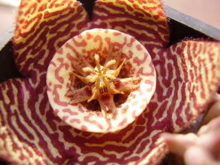 Orbeavariegataxciliataflor20094.jpg