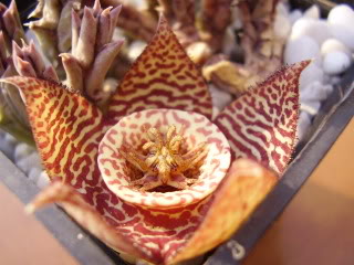 Orbeavariegataxciliataflor20097.jpg