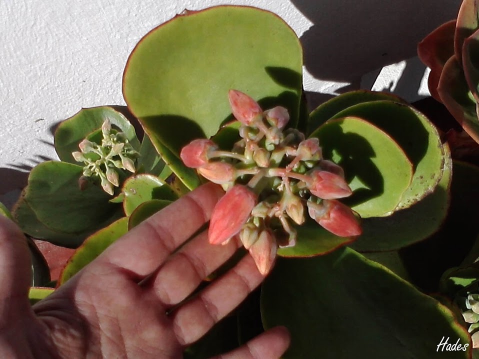 orbiculata+flor.jpg