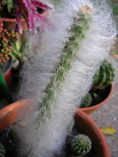 orbiculata2.JPG