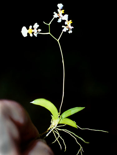 ORCH-tolumnia-variegata-cub-26949.jpg
