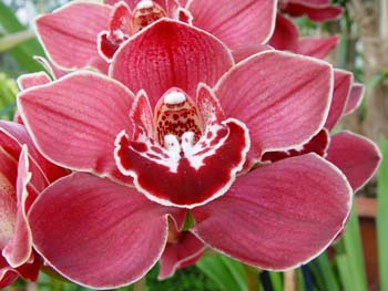 Orchid%2520Cymbidium%2520Pontac%2520Mont%2520Millais%2520411160.jpg