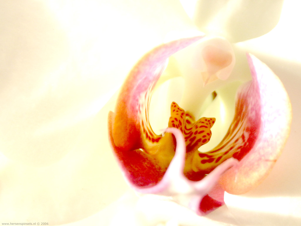 orchid.jpg