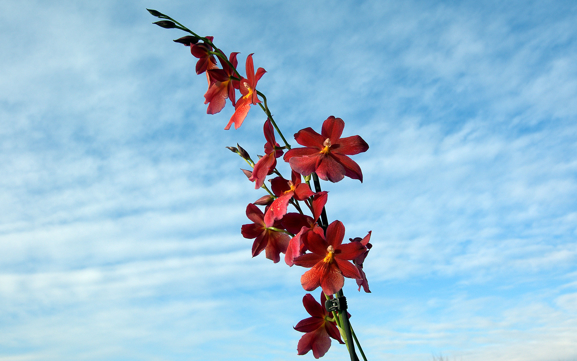 orchid-wallpaper-cambria-04376.jpg