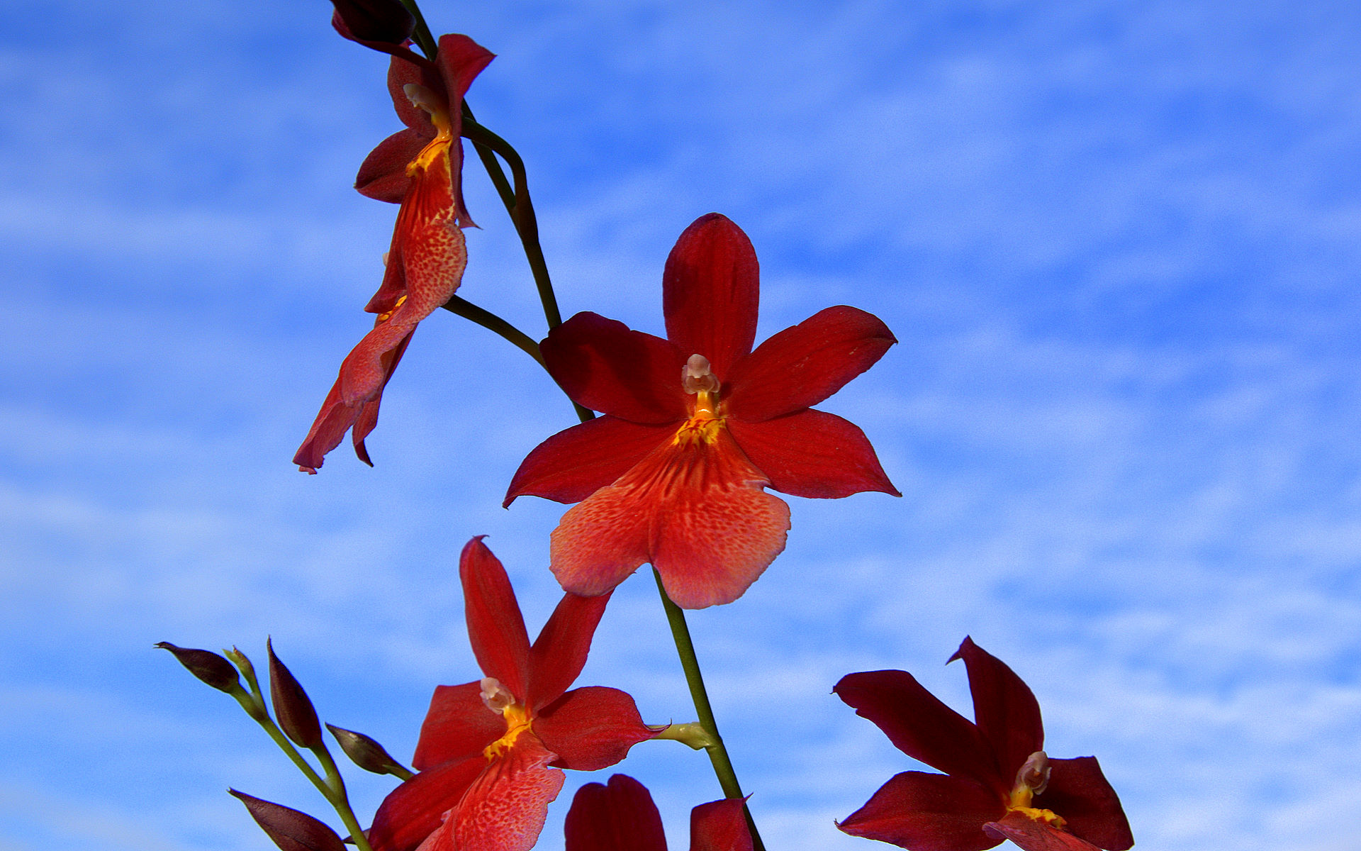 orchid-wallpaper-cambria-04379.jpg