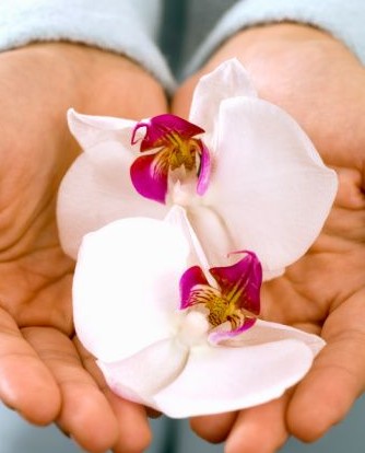 orchid1.jpg
