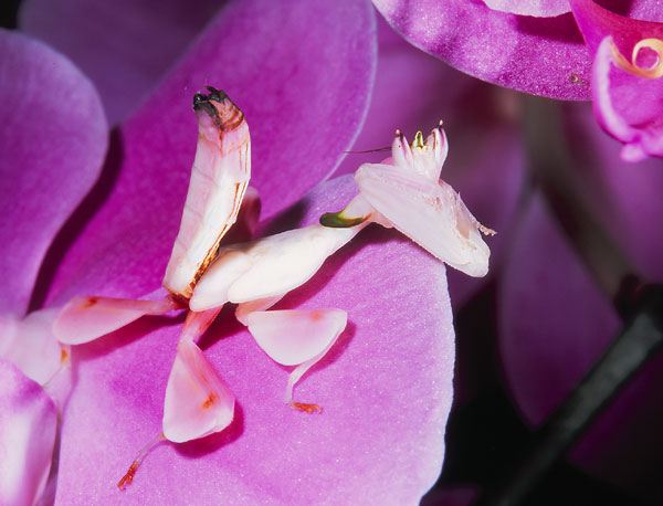 Orchid_Mantis.jpg