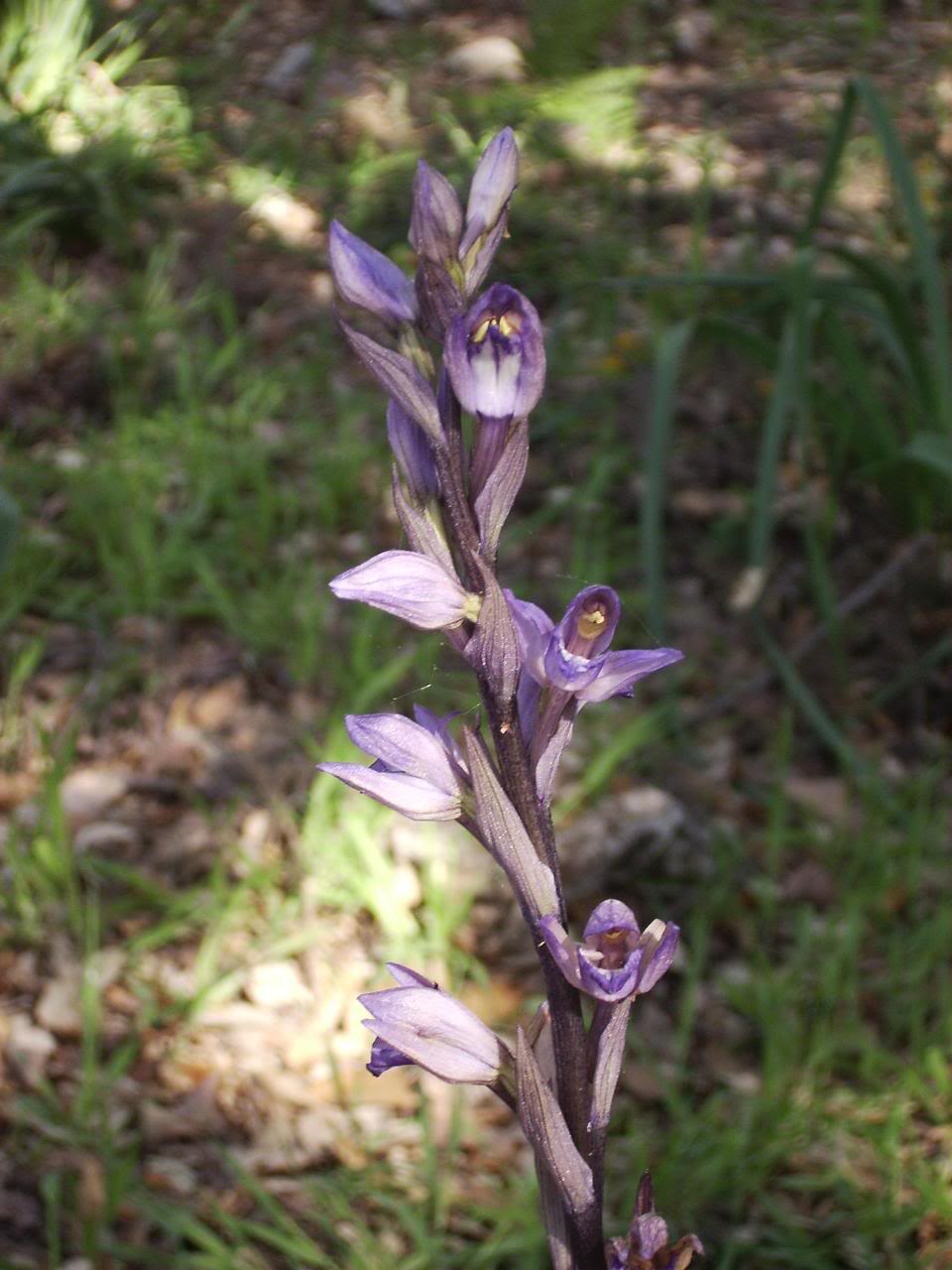 Orchidaceae.jpg
