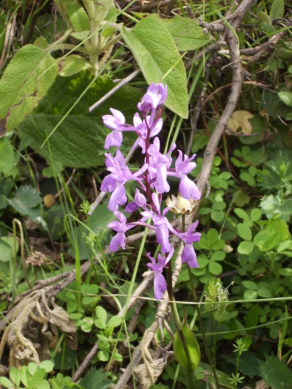 Orchidaceae1.jpg