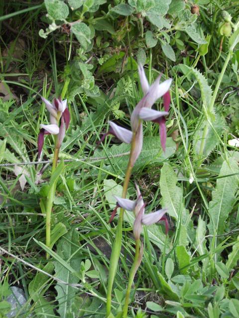 Orchidaceae2.jpg