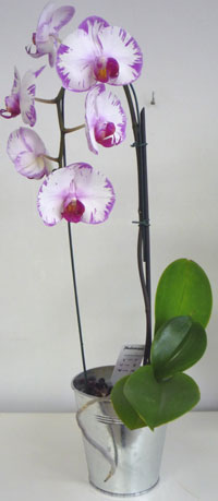 orchidee_cascade.jpg