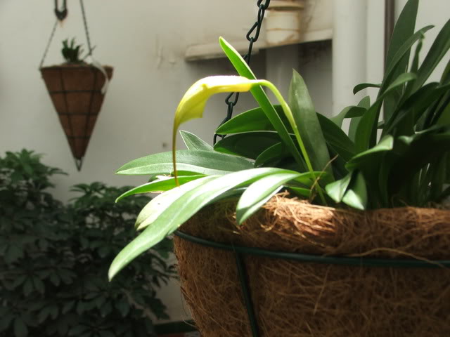 orchideeepatio001.jpg