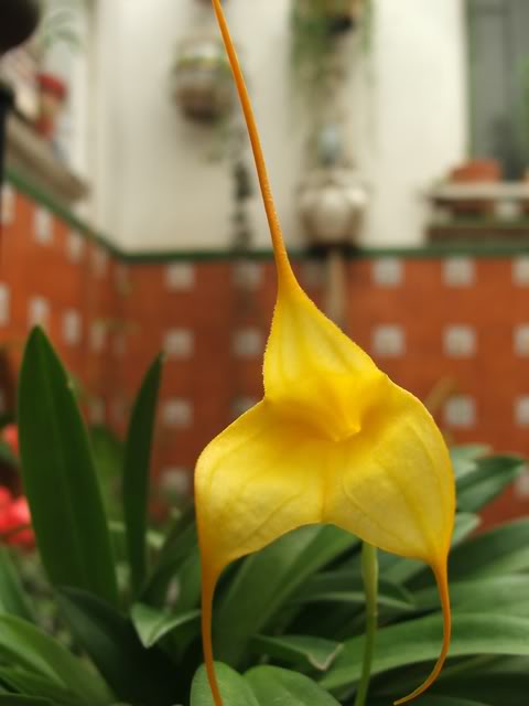 orchideeepatio025.jpg