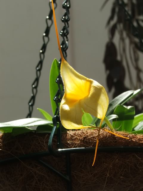 orchideeepatio114.jpg