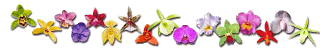 orchidline.gif