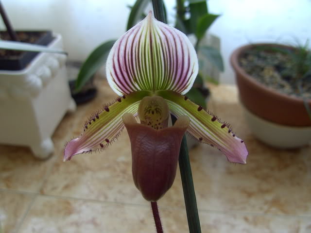 orchids3003.jpg