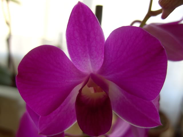 orchids3011.jpg