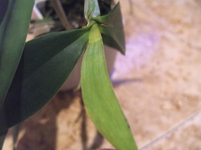 orchids3019.jpg