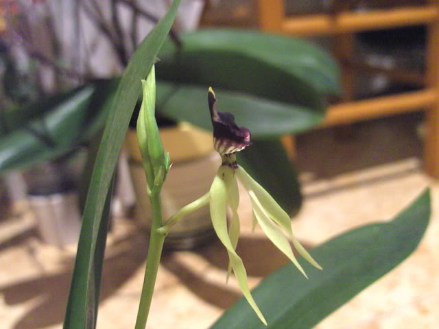 orchids3020.jpg