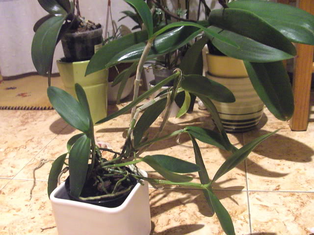 orchids3021.jpg